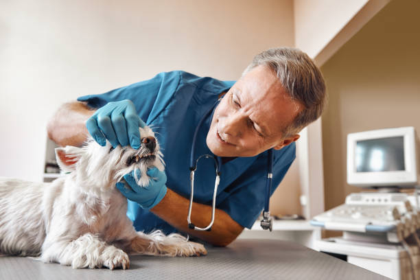 Best Emergency Dental Clinic in VT
